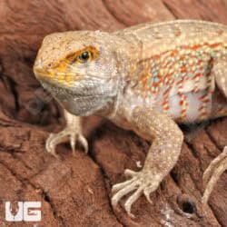 Hispaniola Khaki Curly Tail Lizards (Leiocephalus schreibersii) For Sale - Underground Reptiles