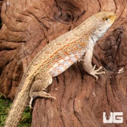 Hispaniola Khaki Curly Tail Lizards (Leiocephalus schreibersii) For Sale - Underground Reptiles