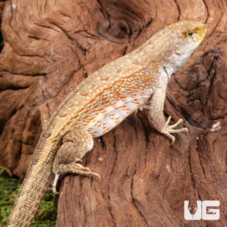 Hispaniola Khaki Curly Tail Lizards (Leiocephalus schreibersii) For Sale - Underground Reptiles