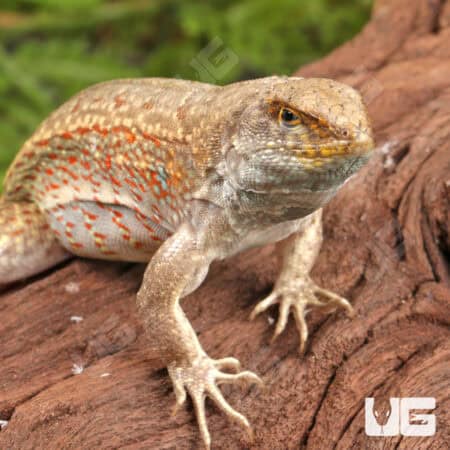 Hispaniola Khaki Curly Tail Lizards (Leiocephalus schreibersii) For Sale - Underground Reptiles