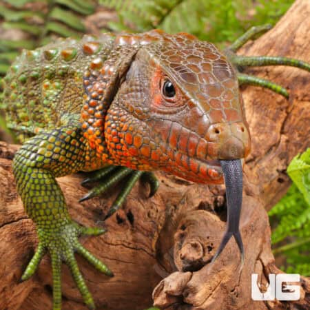 Juvenile Caiman Lizards For Sale - Underground Reptiles