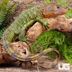 Juvenile Caiman Lizards For Sale - Underground Reptiles