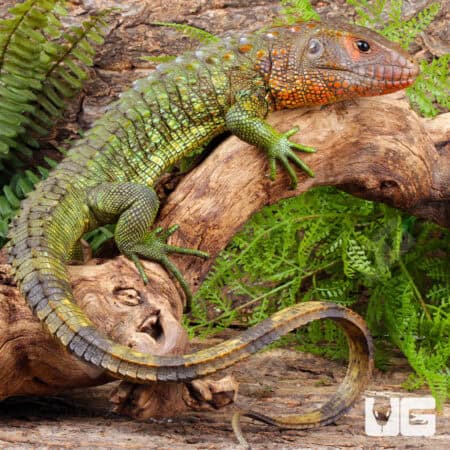 Juvenile Caiman Lizards For Sale - Underground Reptiles