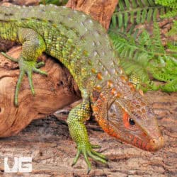 Juvenile Caiman Lizards For Sale - Underground Reptiles