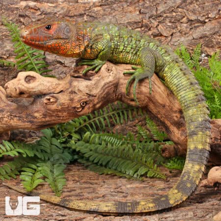 Juvenile Caiman Lizards For Sale - Underground Reptiles