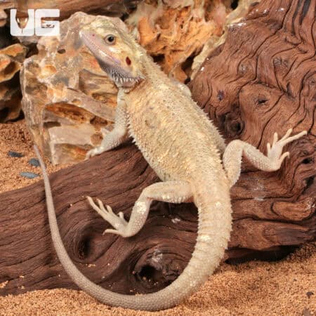 Juvenile Pied Translucent Bearded Dragon For Sale - Underground Reptiles