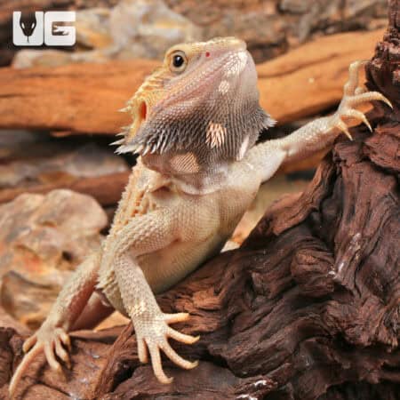 Juvenile Pied Translucent Bearded Dragon For Sale - Underground Reptiles