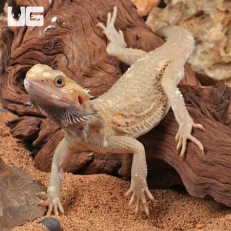 Juvenile Pied Translucent Bearded Dragon For Sale - Underground Reptiles