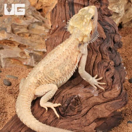 Juvenile Pied Translucent Bearded Dragon For Sale - Underground Reptiles