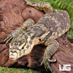 Juvenile Sumbawa Water Monitors For Sale - Underground Reptiles