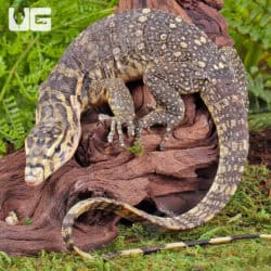 Juvenile Sumbawa Water Monitors For Sale - Underground Reptiles