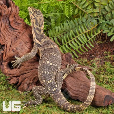 Juvenile Sumbawa Water Monitors For Sale - Underground Reptiles