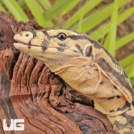 Juvenile Sumbawa Water Monitors For Sale - Underground Reptiles