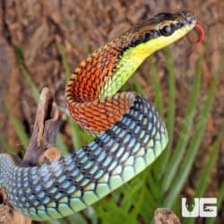 Kopstein's Bronzeback Snake (Dendrelaphis kopsteini) For Sale - Underground Reptiles