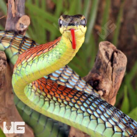 Kopstein's Bronzeback Snake (Dendrelaphis kopsteini) For Sale - Underground Reptiles