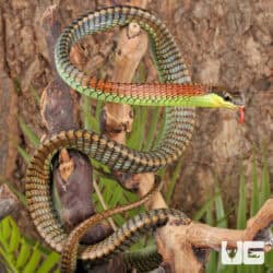 Kopstein's Bronzeback Snake (Dendrelaphis kopsteini) For Sale - Underground Reptiles