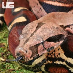 High Pink Guyana Redtail Boa (Boa c. constrictor) for sale - Underground Reptiles