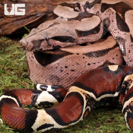 High Pink Guyana Redtail Boa (Boa c. constrictor) for sale - Underground Reptiles