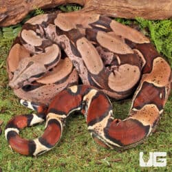 High Pink Guyana Redtail Boa (Boa c. constrictor) for sale - Underground Reptiles