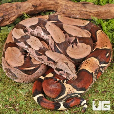 High Pink Guyana Redtail Boa (Boa c. constrictor) for sale - Underground Reptiles