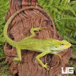 Maned Forest Lizards (Bronchocela jubata) For Sale - Underground Reptiles