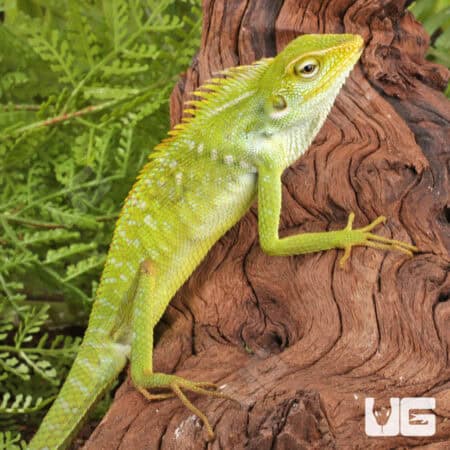 Maned Forest Lizards (Bronchocela jubata) For Sale - Underground Reptiles