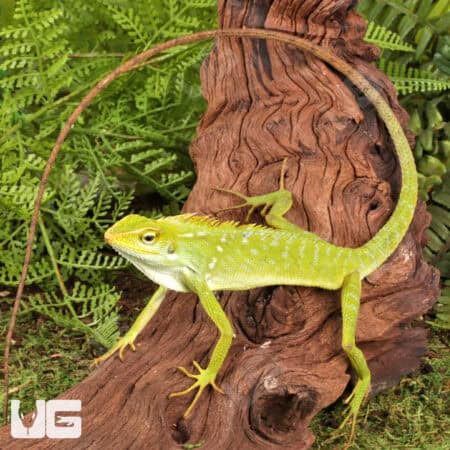 Maned Forest Lizards (Bronchocela jubata) For Sale - Underground Reptiles