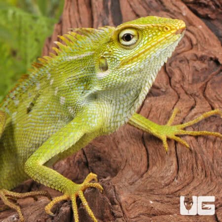Maned Forest Lizards (Bronchocela jubata) For Sale - Underground Reptiles
