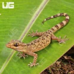 Marbled Bow-Fingered Geckos For Sale - Underground Reptiles