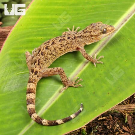 Marbled Bow-Fingered Geckos For Sale - Underground Reptiles