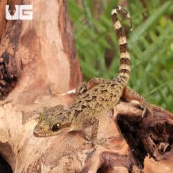 Marbled Bow-Fingered Geckos For Sale - Underground Reptiles