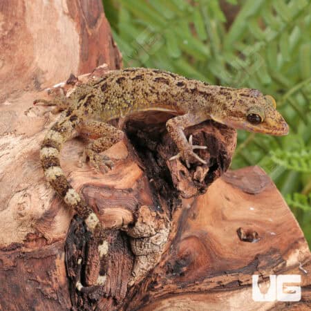 Marbled Bow-Fingered Geckos For Sale - Underground Reptiles