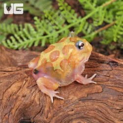 Mutant Neon Clown Pacman Frogs for sale - Underground Reptiles