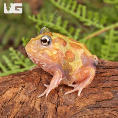 Mutant Neon Clown Pacman Frogs for sale - Underground Reptiles