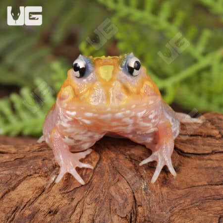 Mutant Neon Clown Pacman Frogs for sale - Underground Reptiles