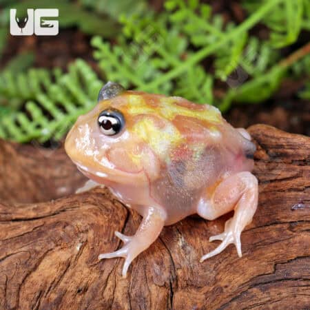 Mutant Pink Translucent Turf Pacman Frogs for sale - Underground Reptiles