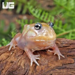 Mutant Pink Translucent Turf Pacman Frogs for sale - Underground Reptiles