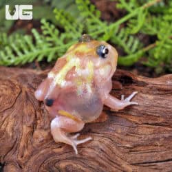 Mutant Pink Translucent Turf Pacman Frogs for sale - Underground Reptiles