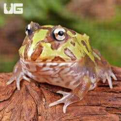 Mutant Purple Translucent Caribbean Pacman Frogs for sale - Underground Reptiles