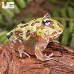 Mutant Purple Translucent Caribbean Pacman Frogs for sale - Underground Reptiles