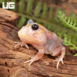 Mutant Snow White Pacman Frogs for sale - Underground Reptiles