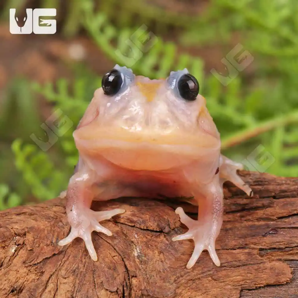 人気商品の中古品・新品・未使用品 sale for Frogs Pacman White Snow Mutant - Reptiles Underground ビカクシダ