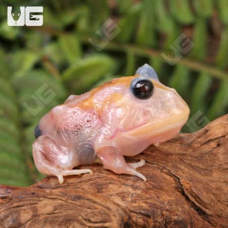 Mutant Snow White Pacman Frogs for sale - Underground Reptiles