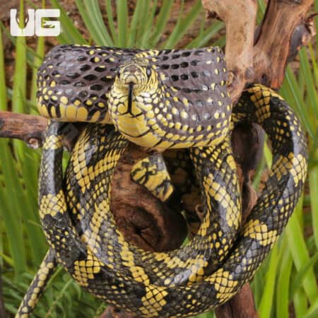 Nicaraguan Tiger Rat Snakes For Sale - Underground Reptiles