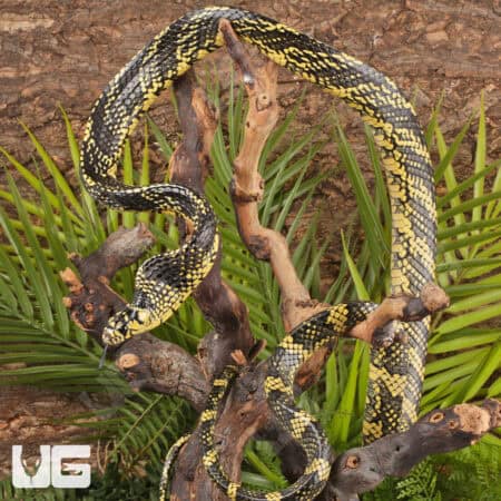 Nicaraguan Tiger Rat Snakes For Sale - Underground Reptiles