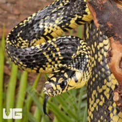 Nicaraguan Tiger Rat Snakes For Sale - Underground Reptiles