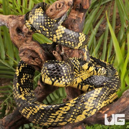 Nicaraguan Tiger Rat Snakes For Sale - Underground Reptiles