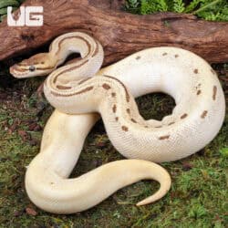 OD Leopard Pinstripe Blade Fire Ball Python For Sale - Underground Reptiles