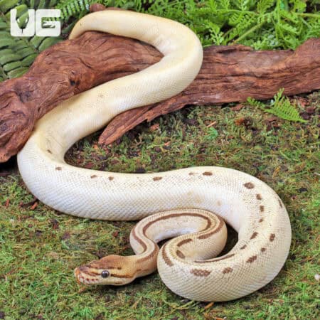 OD Leopard Pinstripe Blade Fire Ball Python For Sale - Underground Reptiles