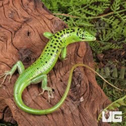 Phillipine Emerald Tree Skinks For Sale - Underground Reptiles